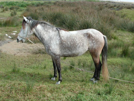 Horse feeding near Paseo del Atlántico, Conil de la Frontera