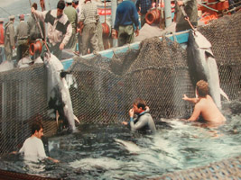 Photograph of tuna fishing in Conil
