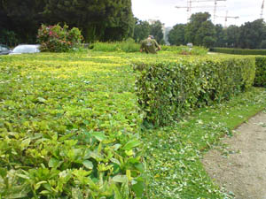Cutting hedges in Par du Cinquantenaire