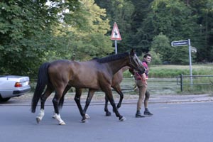 Horses in Hamburg, in a rich Northern suburb dressed up as countryside, with stable-lads