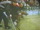 Releasing fighting dogs