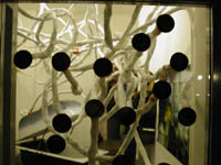 synapses small