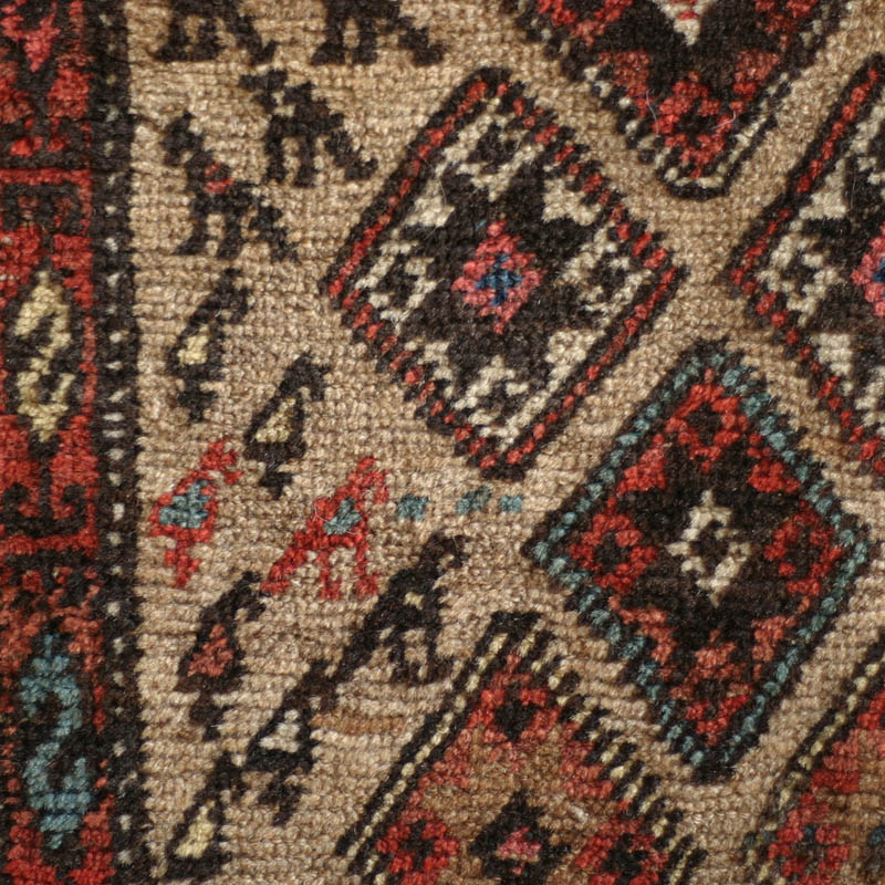 Kurdish Bijar w herd - herd detail