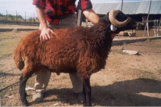 Redish brown Karaman sheep